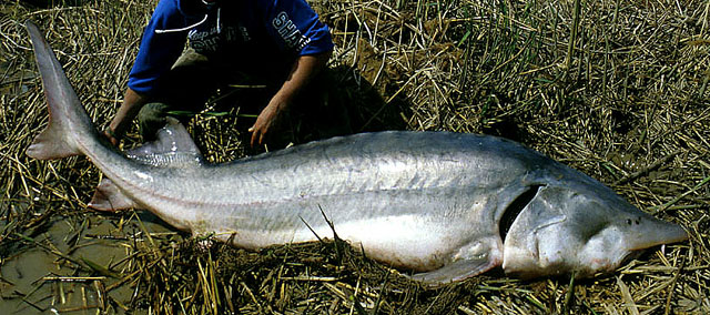Riba Moruna