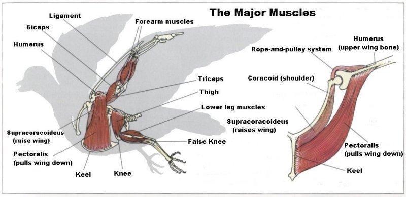 Особенности расположения строения и работы мышц птиц. Мышечная система птиц строение. Мышечный скелет птицы. Киль птиц грудные мышцы. Строение мускулатуры птиц.
